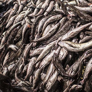 Determinar qué factores ambientales afectan a la merluza del Cabo