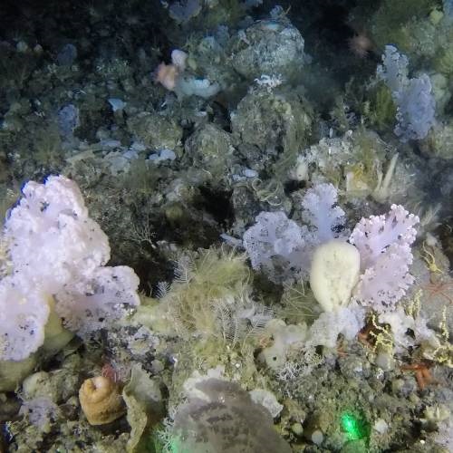 Mapowanie dna morskiego u zachodnich wybrzeży Grenlandii