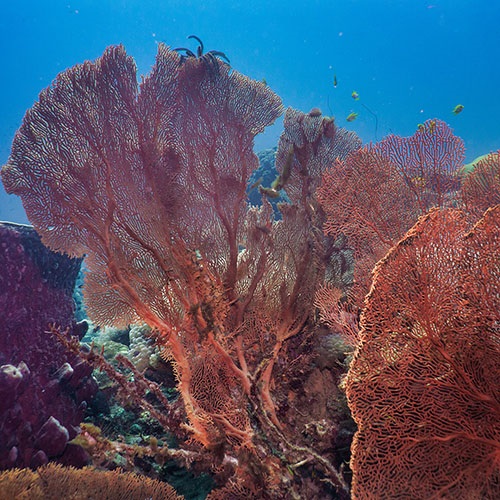 Minimising fishing impacts on ecosystems and habitats