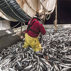 Small pelagic fish