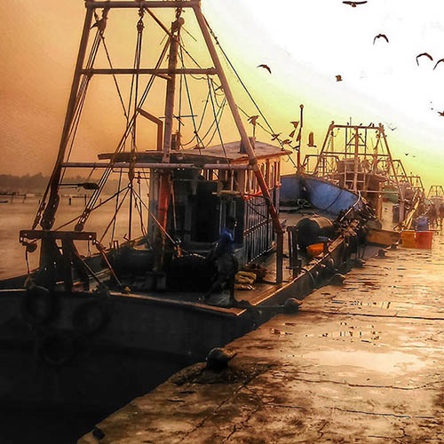 Safeguarding the future of India’s shrimp and squid fisheries
