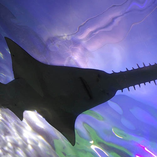 Zmniejszenie interakcji z rybami piłokształtnymi w australijskim rybołówstwie krewetek