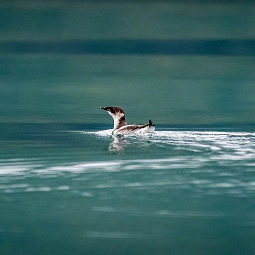 Aplikacja do zbierania danych dotyczących interakcji z ptakami morskimi