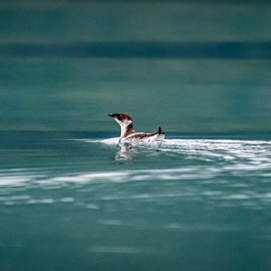 Recopilación de datos más precisos sobre las interacciones con aves marinas de la pesquería de salmón de Alaska