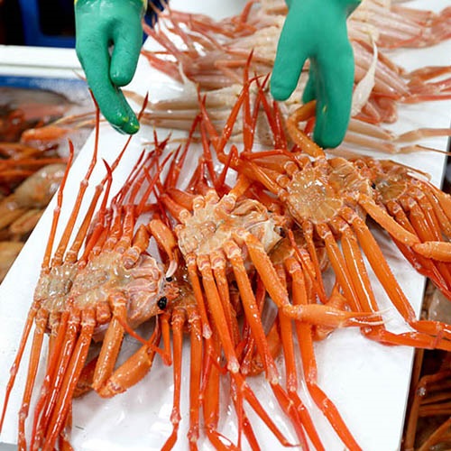 Snow crab thriving thanks to sustainable management