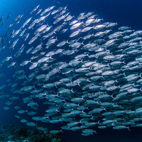 Was bedeutet nachhaltige Fischerei?