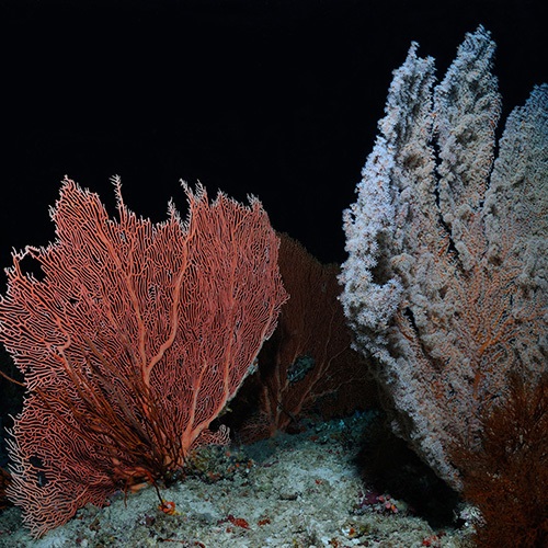 Squat lobster fishery uses new science