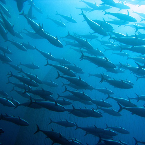 Tuna fishery works to reduce bycatch