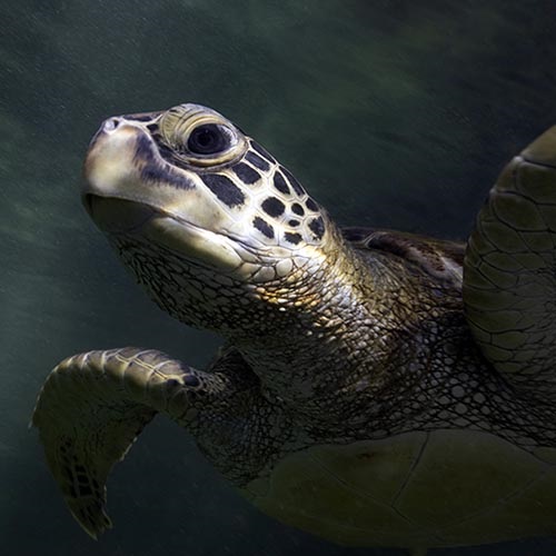 Zmniejszenie przyłowu żółwi w rybołówstwie miecznika