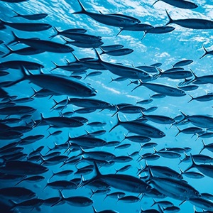 Czym są zrównoważone połowy?