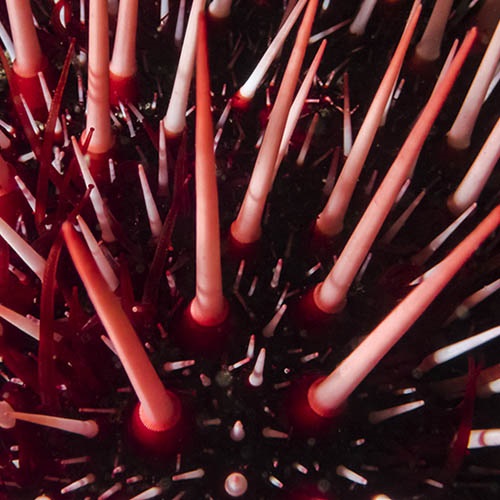 Wsparcie odbudowy populacji meksykańskich jeżowców