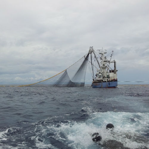 Growing sustainability in FAD tuna fishing