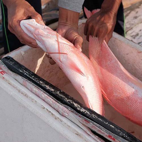 Using genetic markers to identify snapper stocks