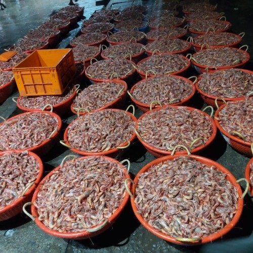 Making Kerala’s deep-sea shrimp fishing sustainable