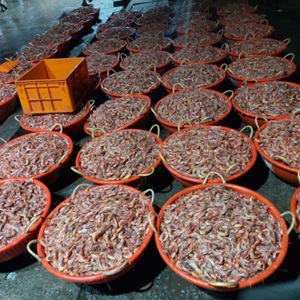 Making Kerala's deep-sea shrimp fishing sustainable