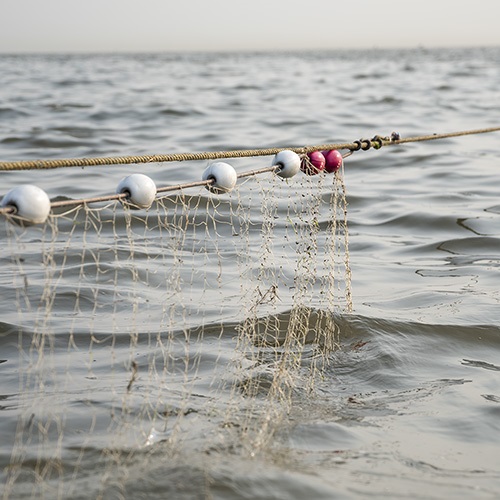 Maintaining fish stocks
