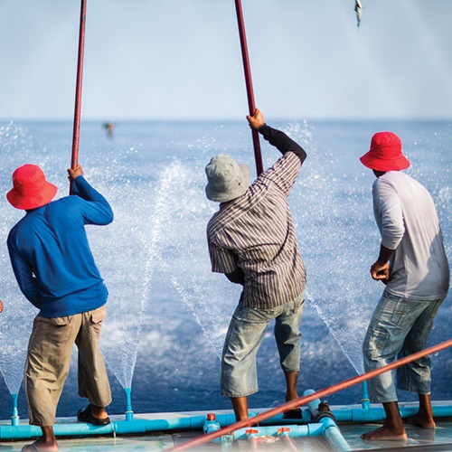 Zachowanie stad tuńczyka białego w Południowej Afryce