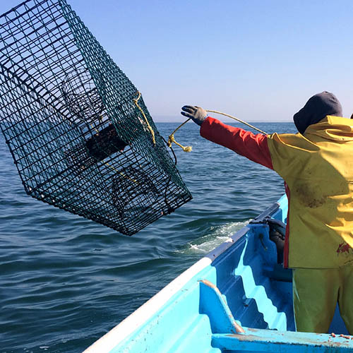 Foram atribuídas 500 000 libras esterlinas a projetos de investigação pesqueira através do Ocean Stewardship Fund do MSC