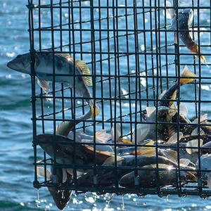 Mejorando el conocimiento científico y la gestión de la población de lubina de arena en México