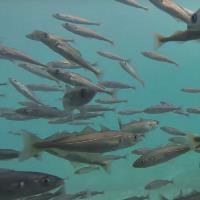 Pollock underwater, part of McDonald's campaign