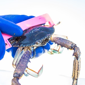 Climate models to predict crab survival