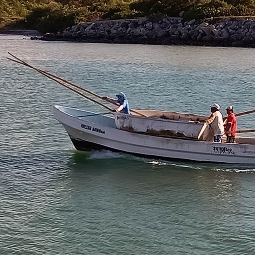 Zapewnienie zrównoważonych dostaw czerwonej ośmiornicy w Meksyku