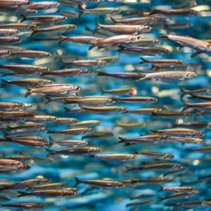 Small Pelagics Yearbook