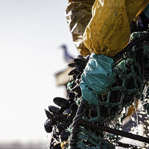 MSC Improvement Program