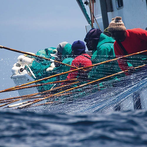 MSC Improvement Program