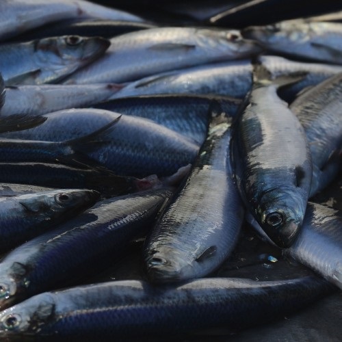 International action on herring