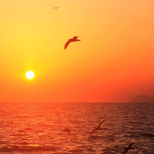 An orange sunset over the ocean with seagulls flying over