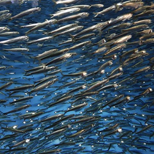 Una llamada para hacer que las pesquerías de pequeños pelágicos sean más sostenibles.