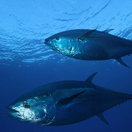 pair of bluefin tuna underwater
