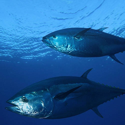 もっと知りたい マグロとカツオq A Marine Stewardship Council