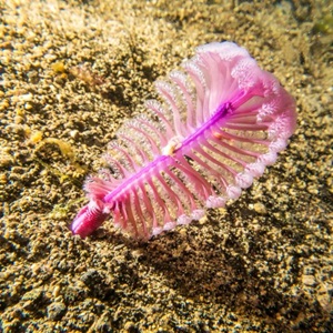 Der MSC & die UN-Ziele für nachhaltige Entwicklung