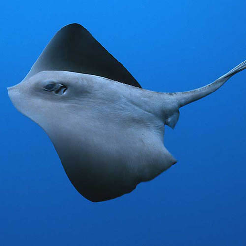 Stingray close-up - underwater