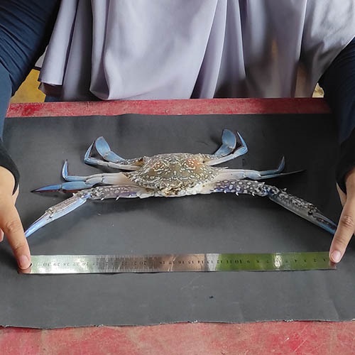 Identyfikacja przyłowu w rybołówstwach kraba kwiatowego na podstawie analizy DNA