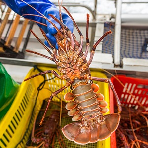 Western Australia rock lobster