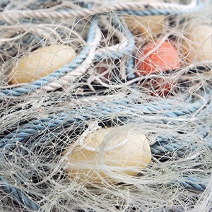 Intercambio de conocimientos para reducir las interacciones con los delfines en las pesquerías de sardina de Australia y Reino Unido