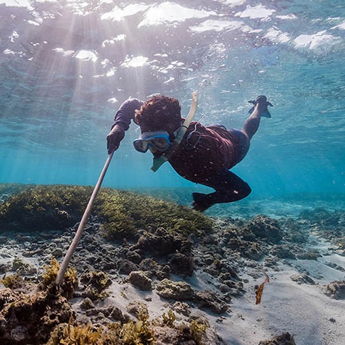 Identyfikacja gatunków ośmiornic w rybołówstwie z Madagaskaru
