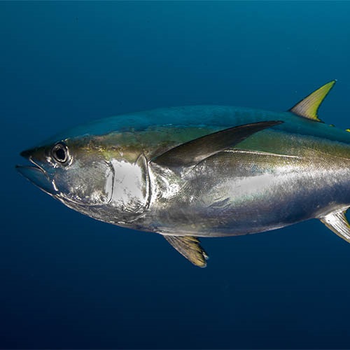 Socioeconomic value of tuna