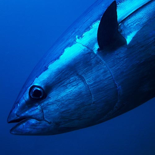 The rapid rise of sustainable tuna
