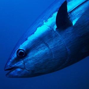 Thunfisch schützen - Erfahre mehr im MSC-Thunfischbericht