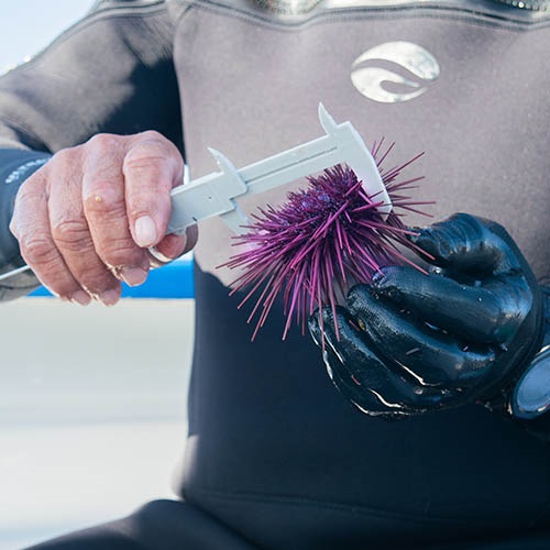 Boosting gonad health in Mexico red sea urchins