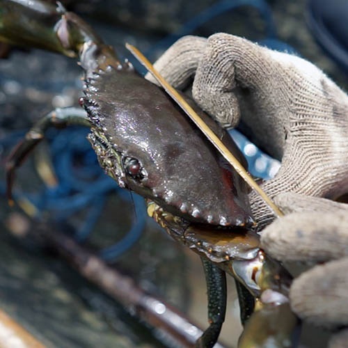Zarządzanie stadami kraba błotnego w przybrzeżnych obszarach chronionych w Indonezji