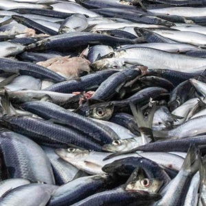 Overfishing