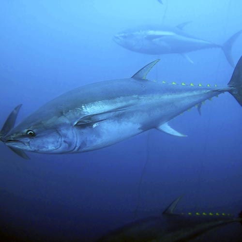 Could genetics help sustain yellowfin tuna?