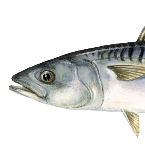 Small pelagic fish