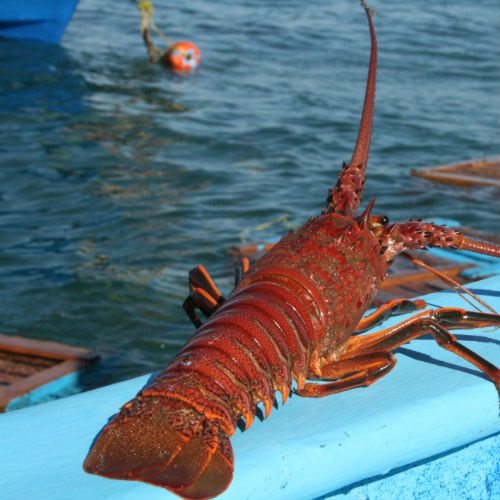 Helping a small lobster fishery towards sustainability