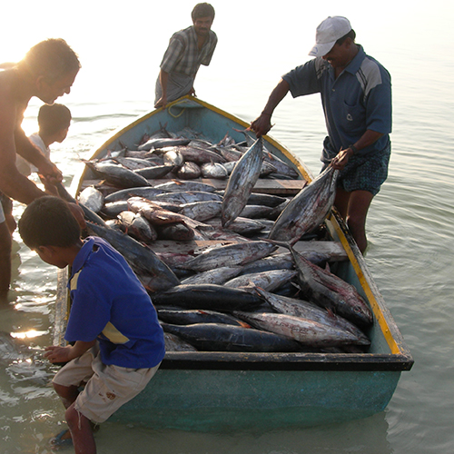 Fishermen landing skipjack tuna in small boat, Lakshadweep, India
